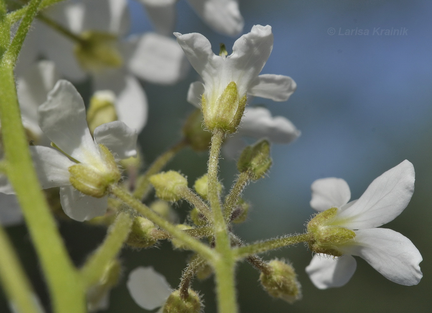 Изображение особи Cardamine leucantha.