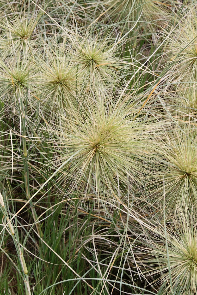 Image of Spinifex longifolius specimen.