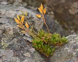 Draba lactea