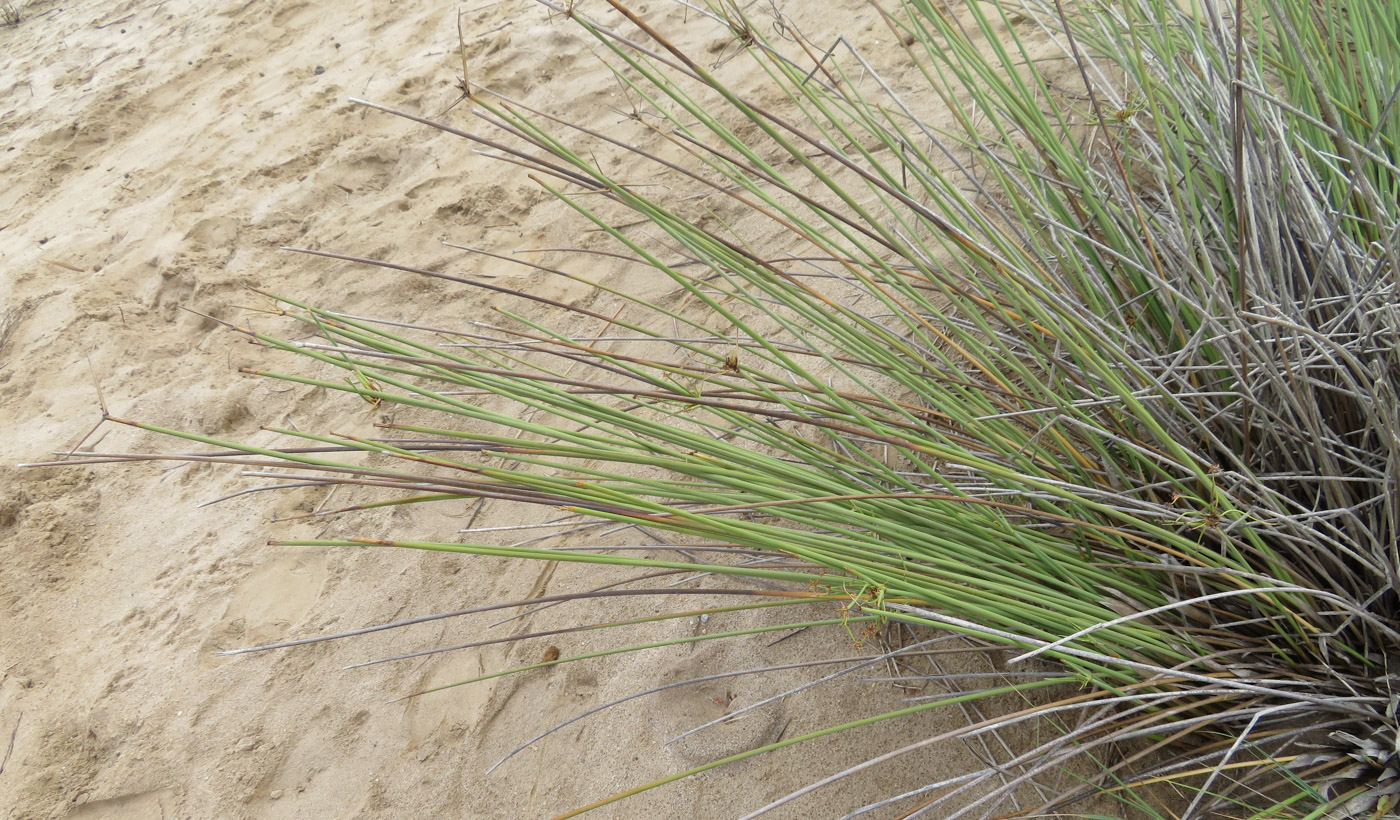 Изображение особи Cyperus marginatus.