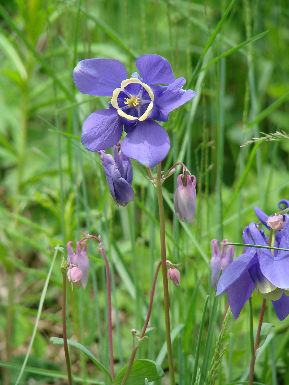 Изображение особи Aquilegia sibirica.