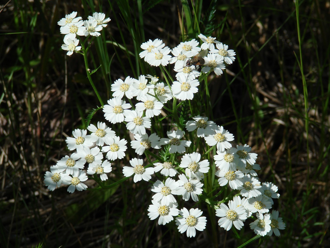 Image of Achillea impatiens specimen.