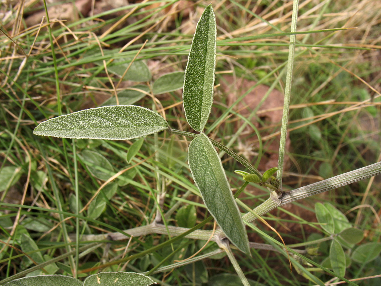 Изображение особи Psoralea bituminosa.