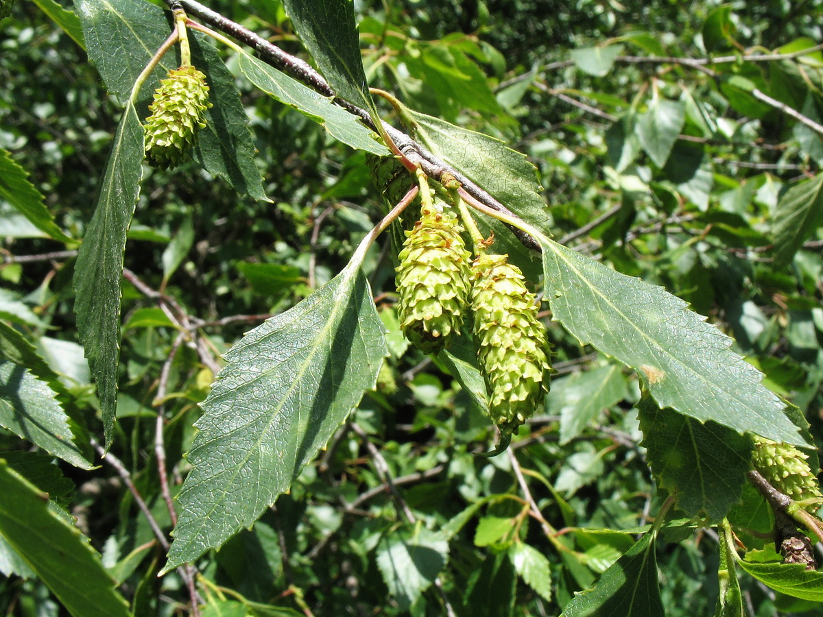 Изображение особи Betula tianschanica.