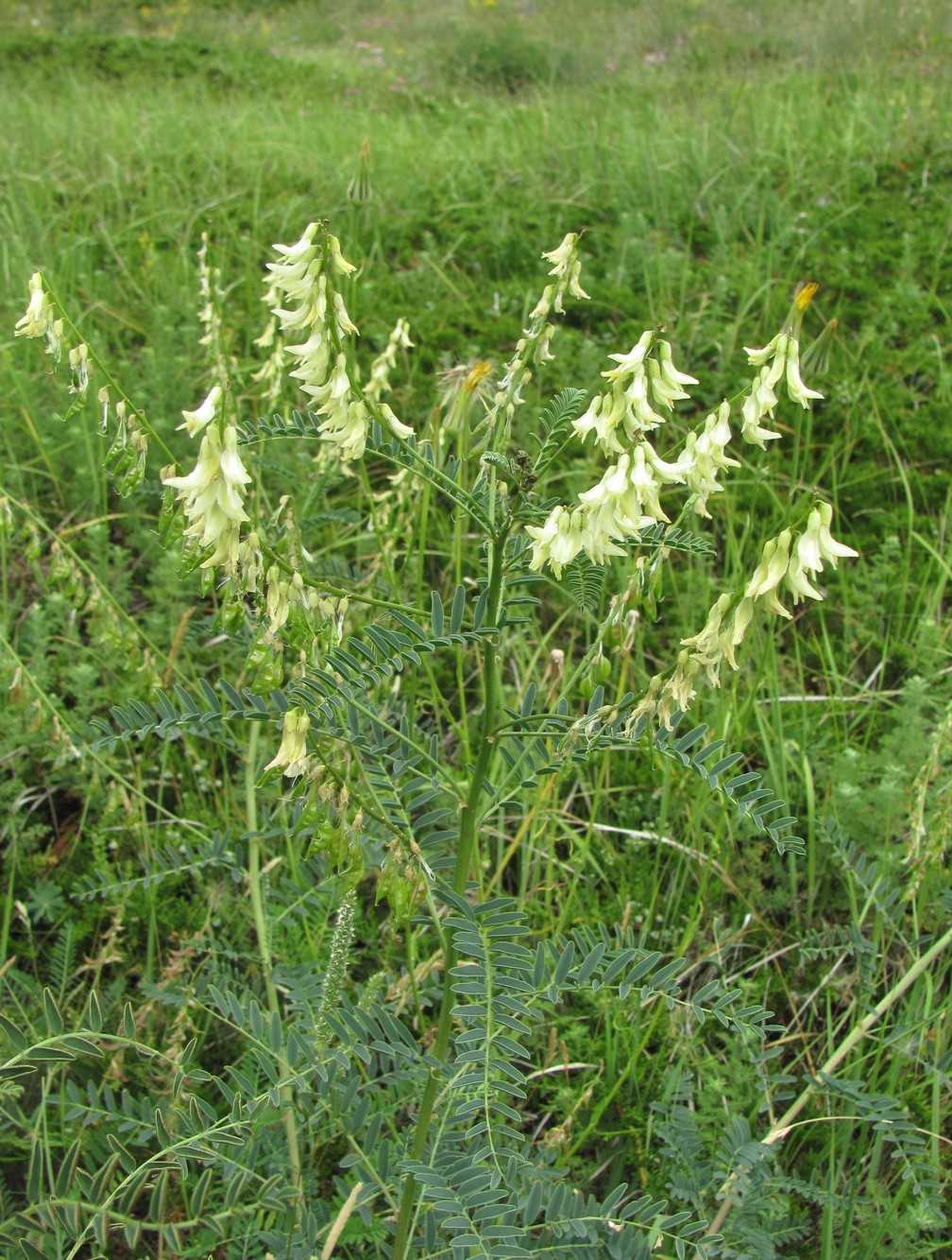 Image of Astragalus galegiformis specimen.