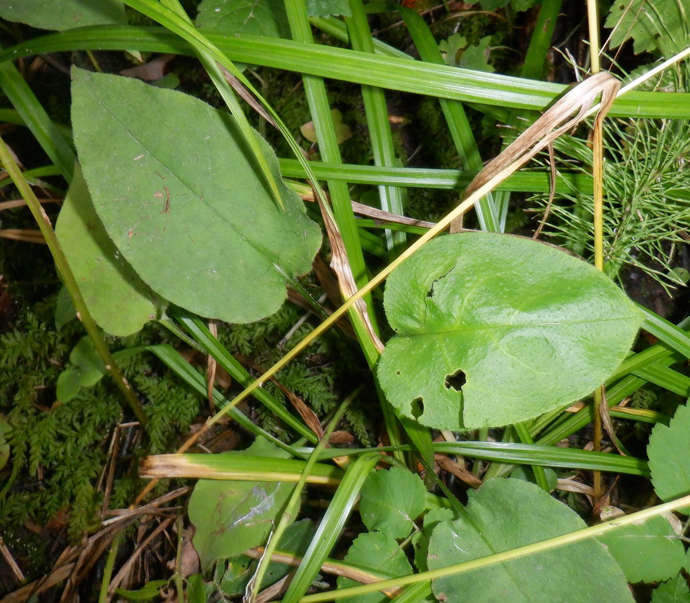 Image of Pulmonaria obscura specimen.