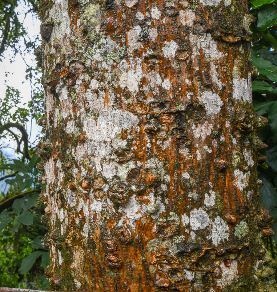 Image of Erythrina falcata specimen.