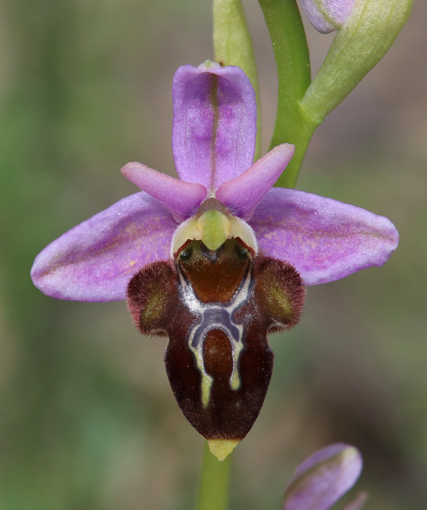 Image of Ophrys oestrifera specimen.