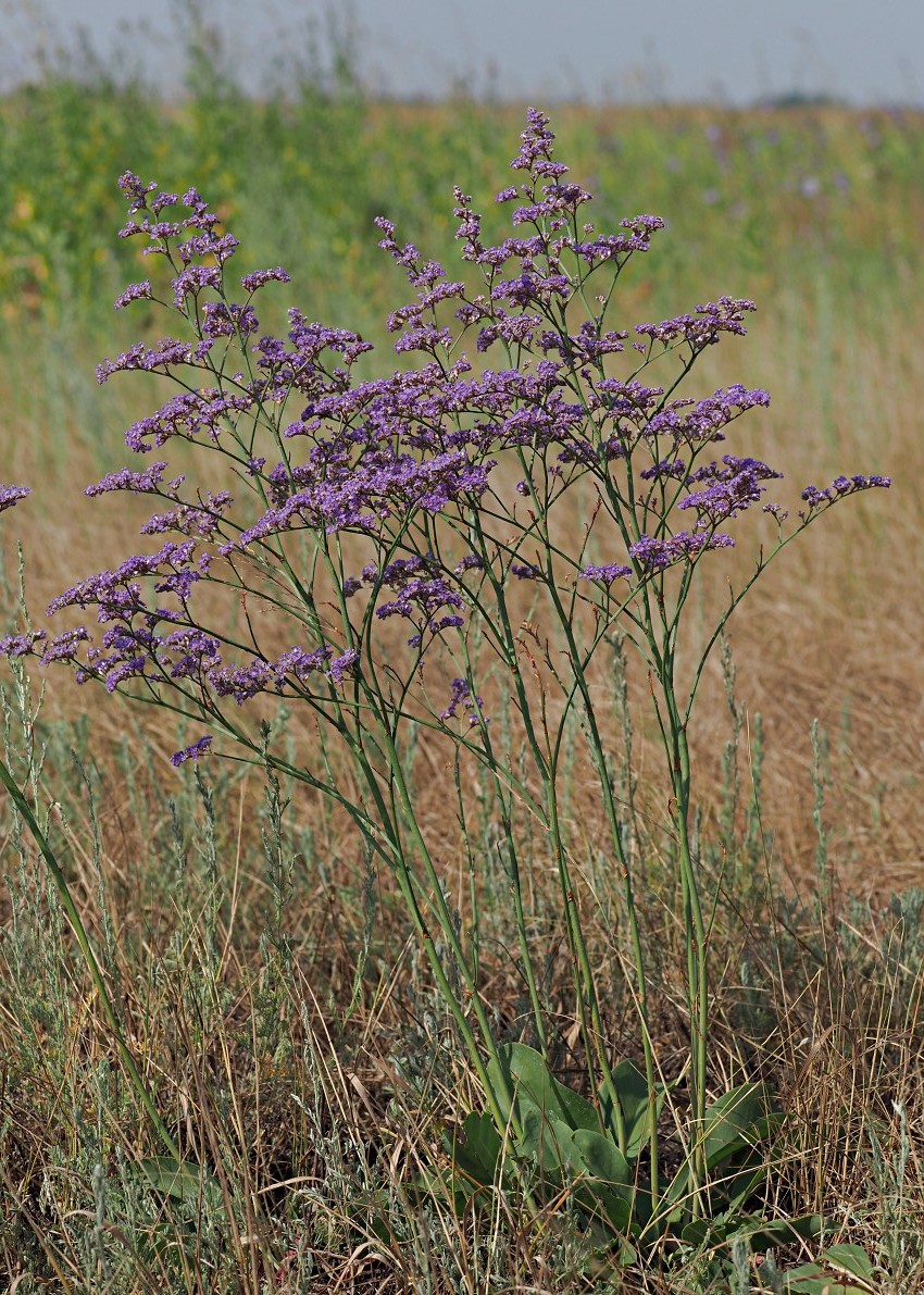 Изображение особи Limonium gmelinii.