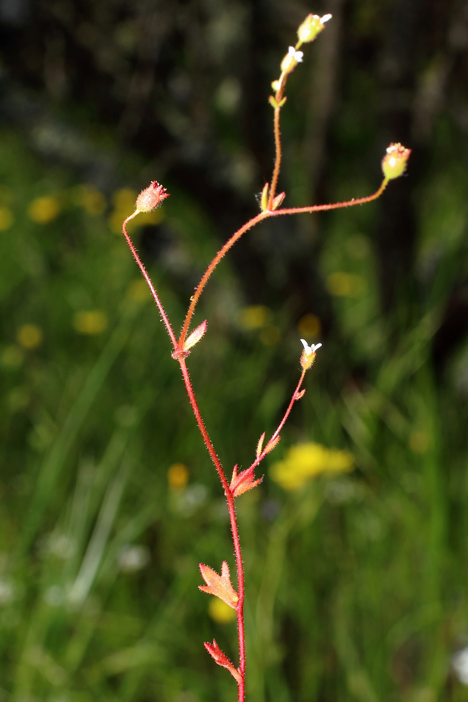 Image of Saxifraga tridactylites specimen.