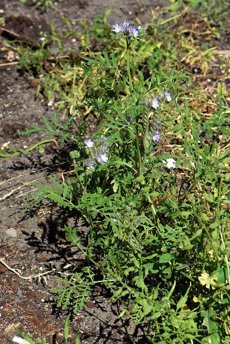 Image of Phacelia tanacetifolia specimen.