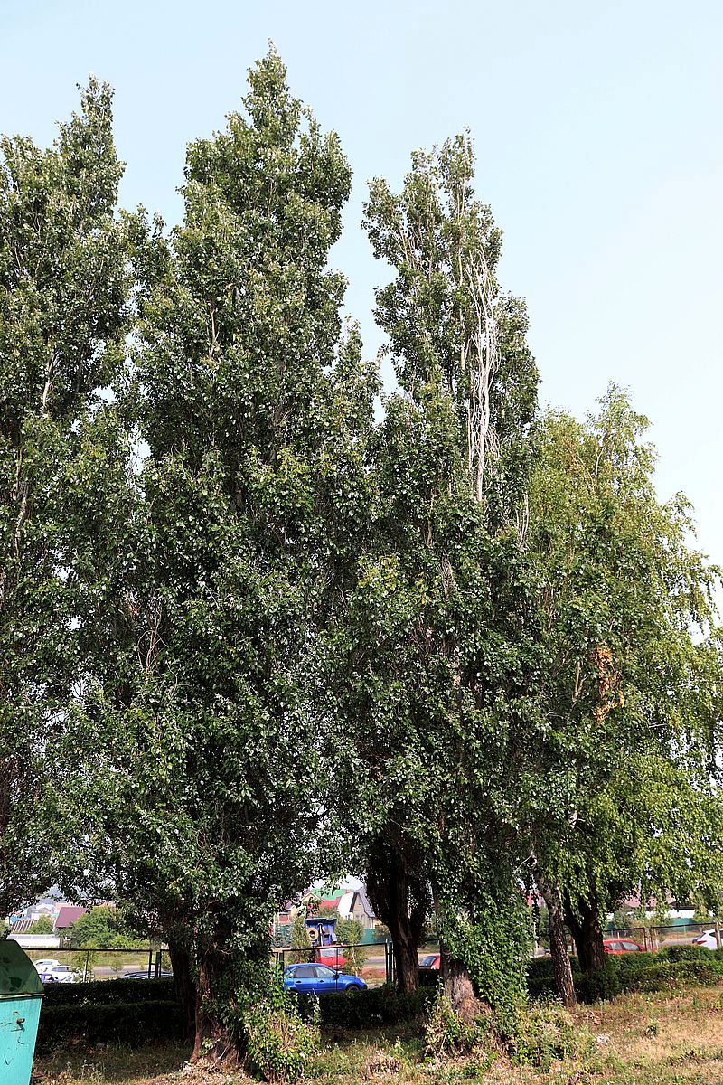 Image of Populus alba specimen.