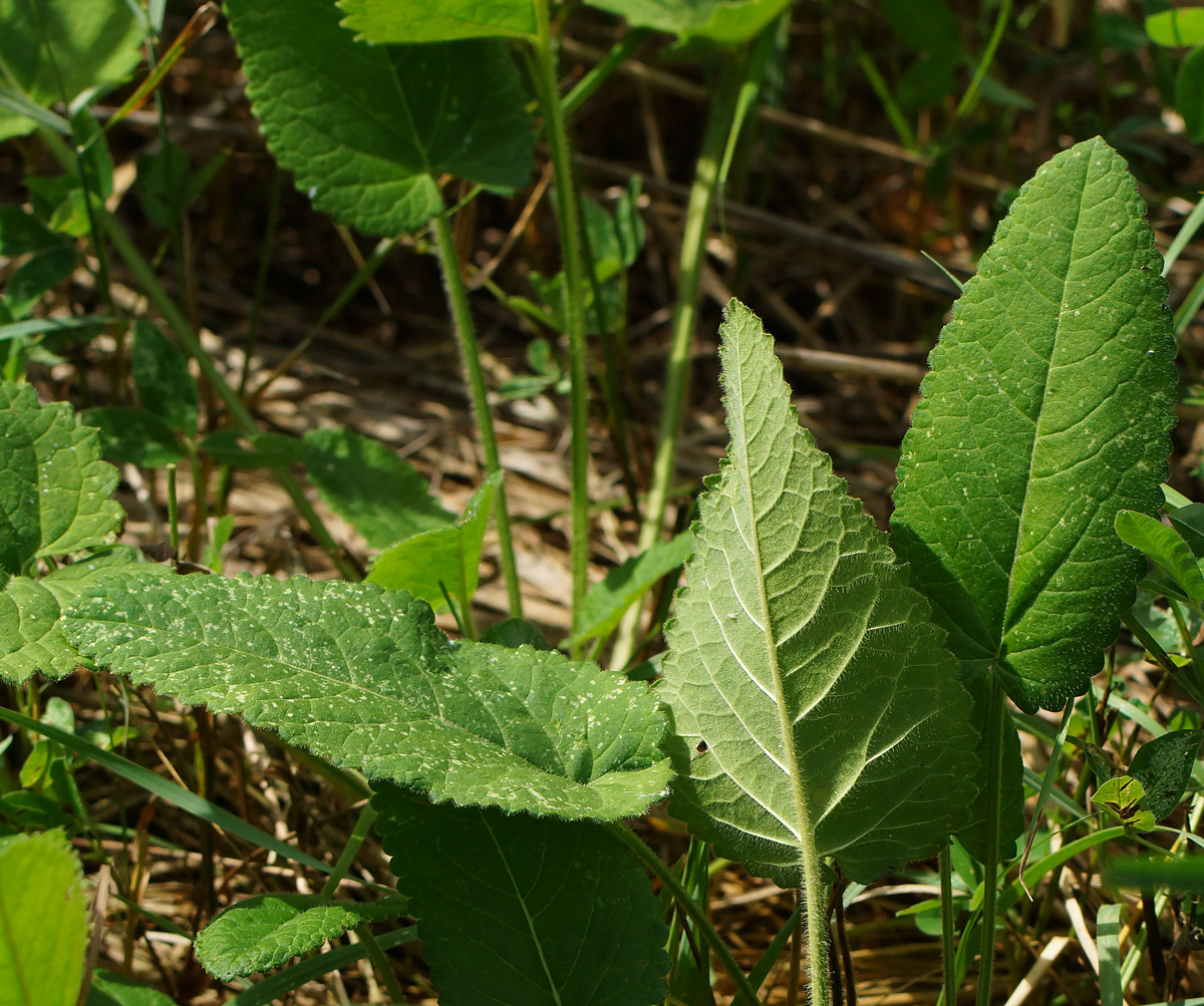 Image of Betonica officinalis specimen.