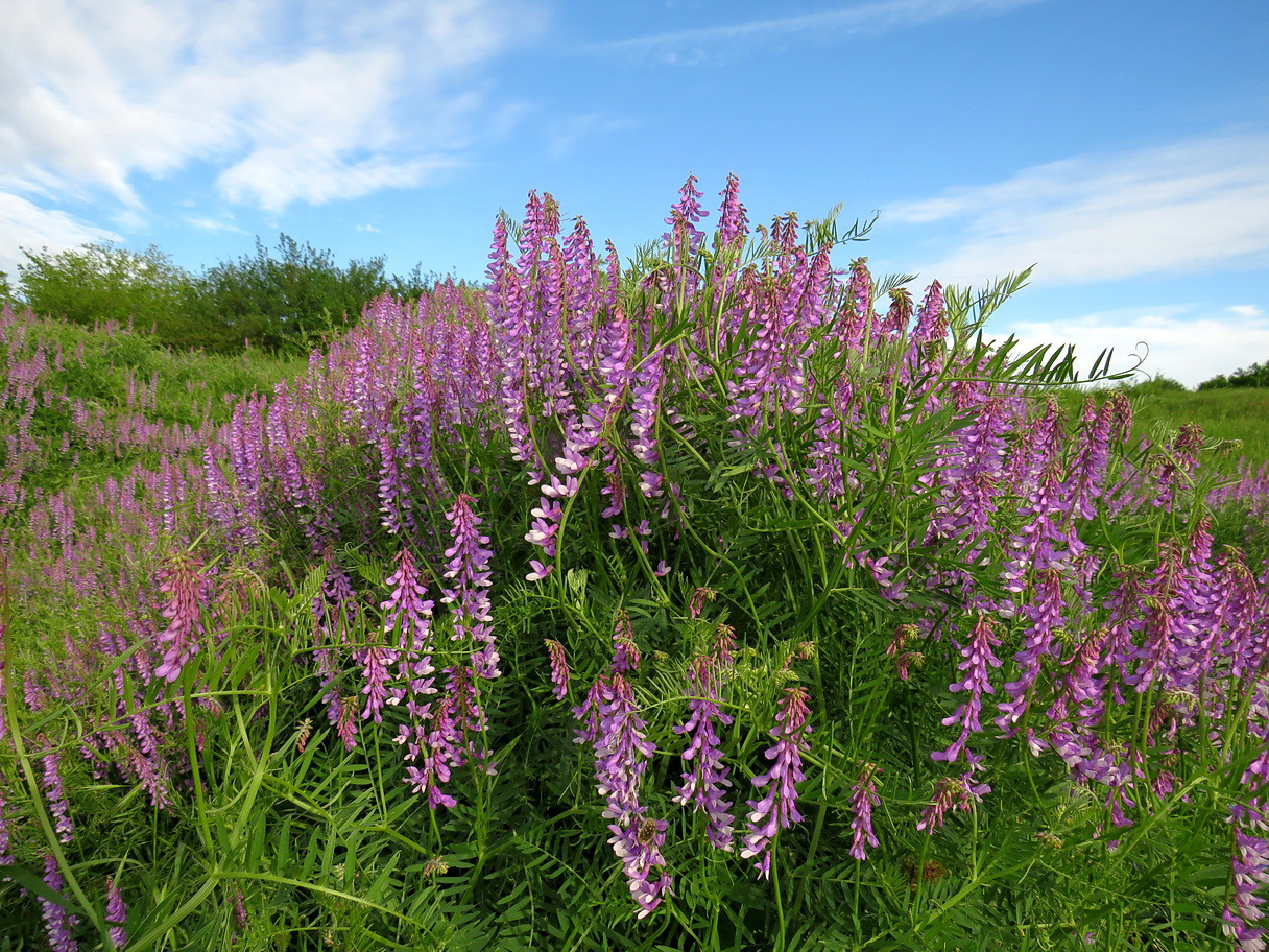 Image of Vicia tenuifolia specimen.