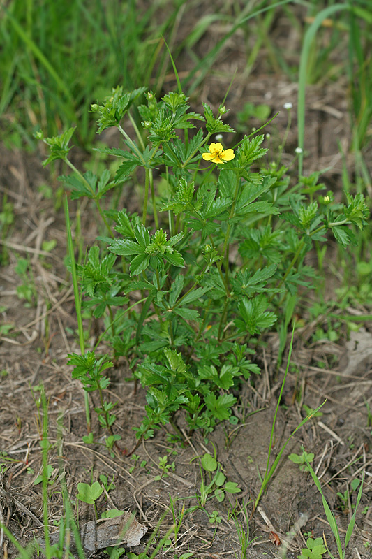 Image of Potentilla erecta specimen.