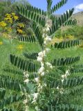 Astragalus sieversianus