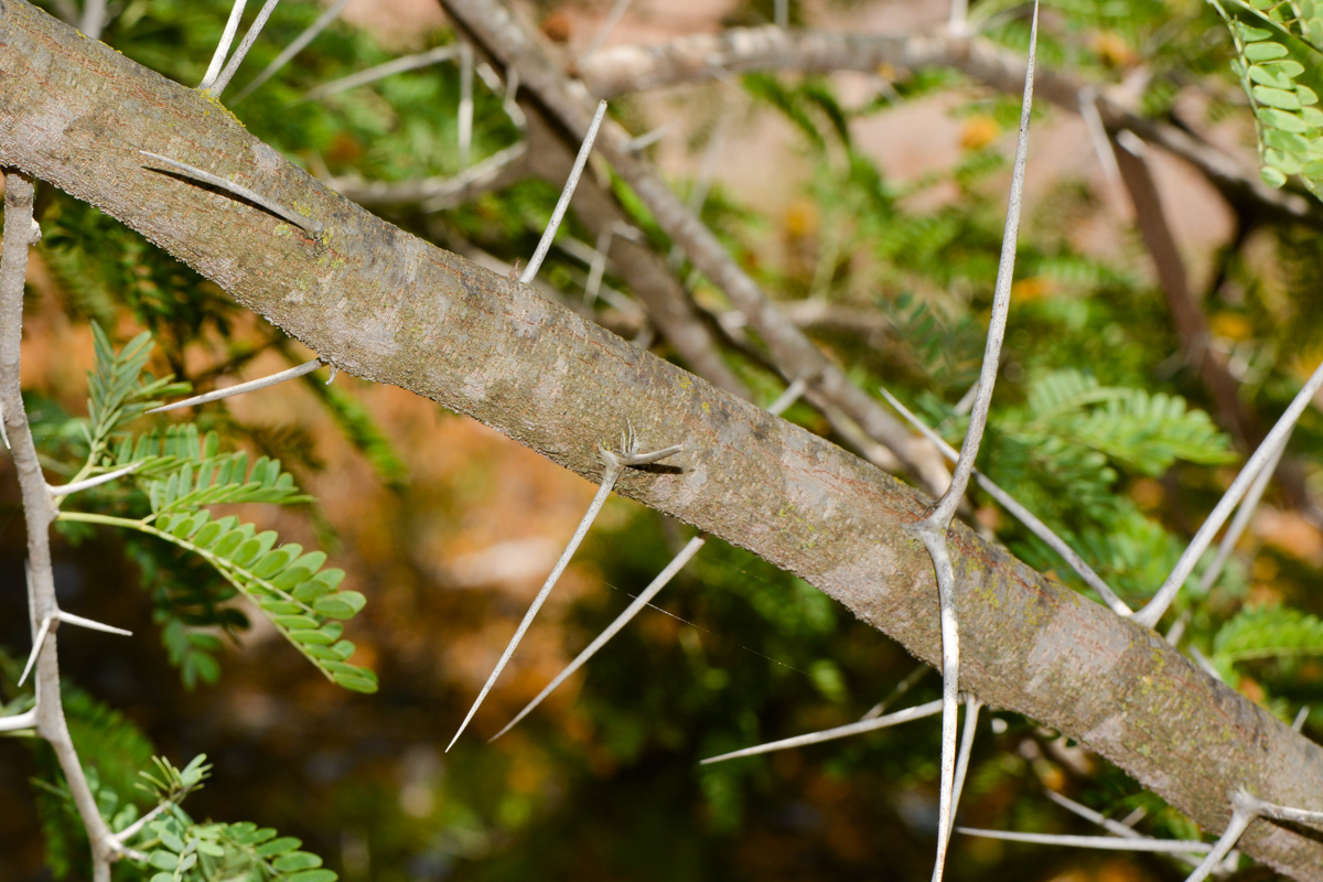 Image of familia Fabaceae specimen.