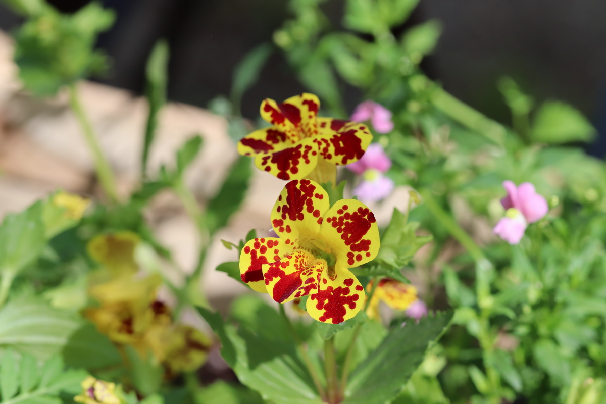 Изображение особи Mimulus cupreus.