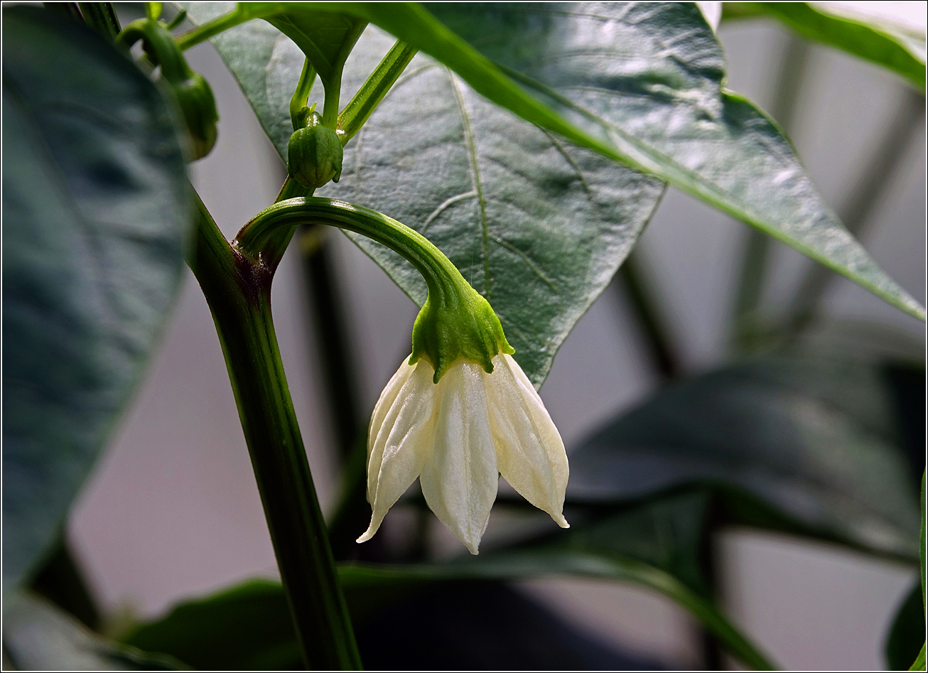 Image of Capsicum annuum specimen.