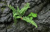 Woodsia polystichoides. Спороносящее растение (рядом растёт Pilea mongolica). Приморье, Хасанский р-н, Кравцовские водопады, на скале. 01.08.2021.