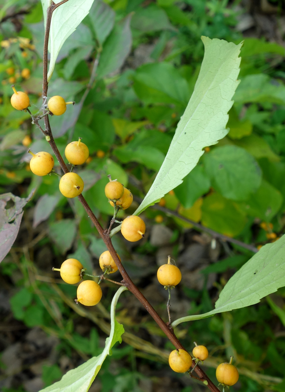 Изображение особи Celastrus orbiculata.