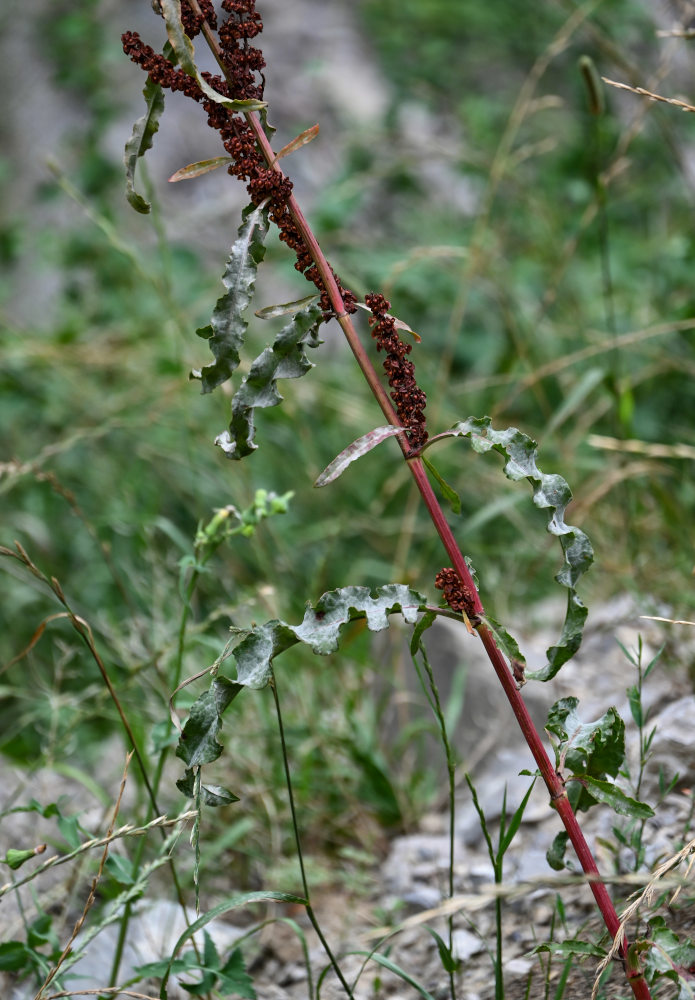 Изображение особи Rumex crispus.