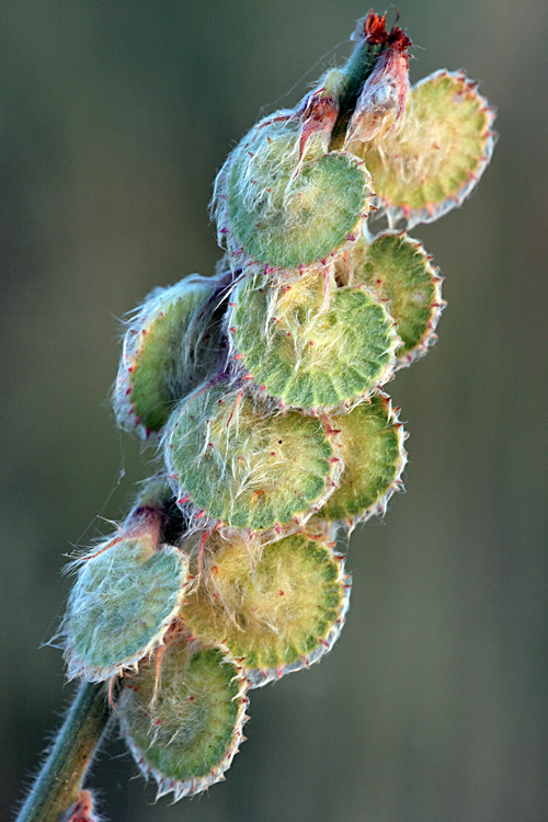 Image of Onobrychis chorassanica specimen.