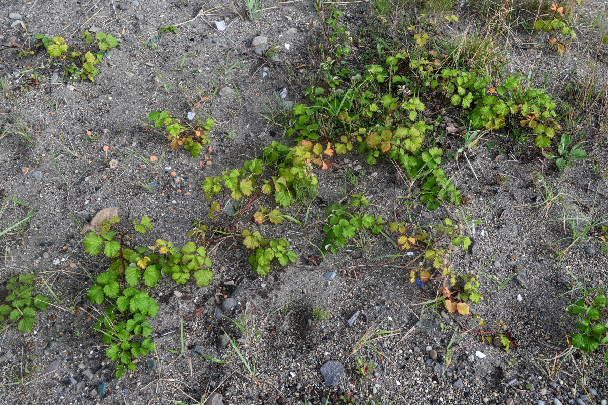 Image of Rubus parvifolius specimen.