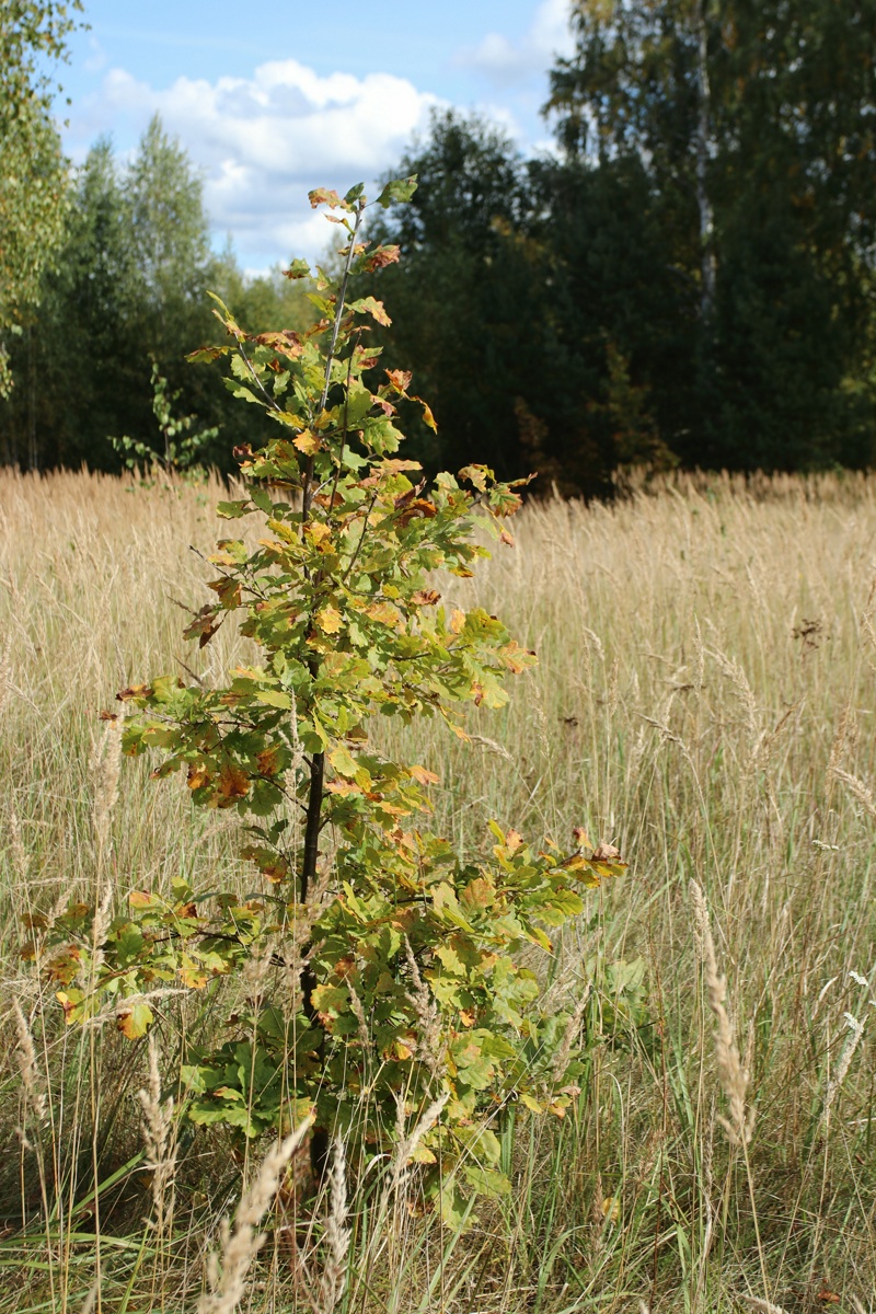 Image of Quercus robur specimen.