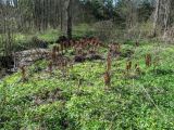 Matteuccia struthiopteris. Прошлогодние спороносные вайи. Беларусь, Гродненская обл., Новогрудский р-н, пойма р. Нёвда, пойменный снытево-крапивный луг. 09.05.2022.