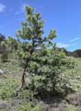 Pinus sylvestris subspecies hamata. Молодые деревья с шишками. Дагестан, Гунибский р-н, природный парк \"Верхний Гуниб\", ≈ 1800 м н.у.м., опушка хвойно-лиственного леса. 04.05.2022.