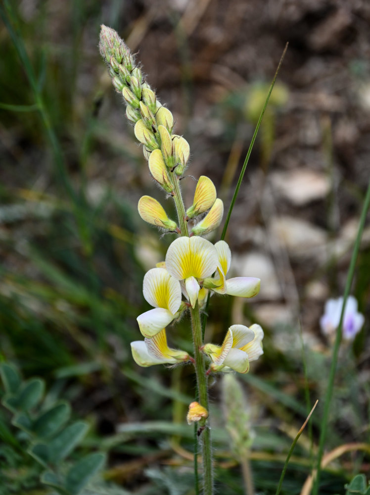 Image of Onobrychis radiata specimen.