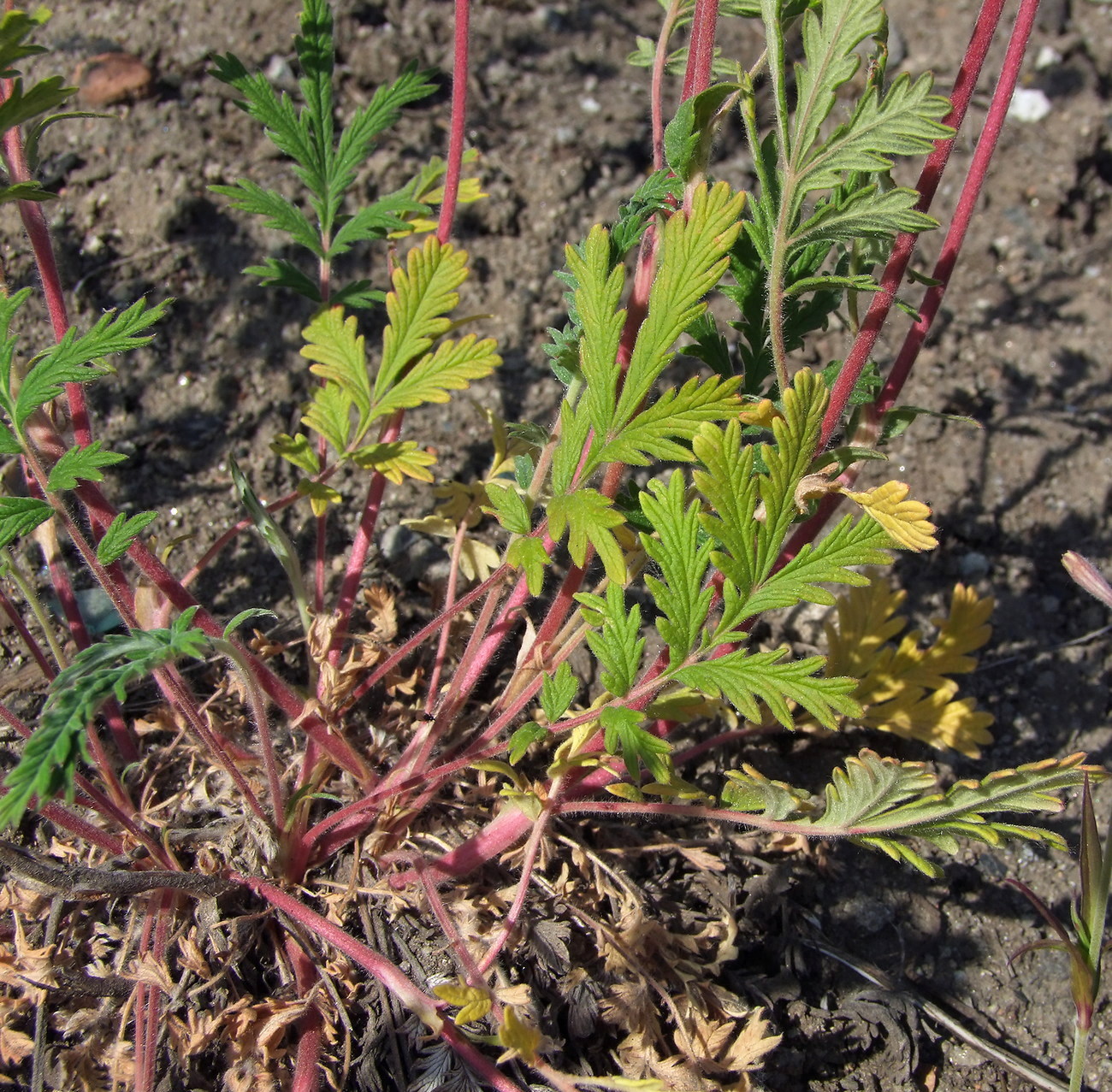 Image of Potentilla pensylvanica specimen.