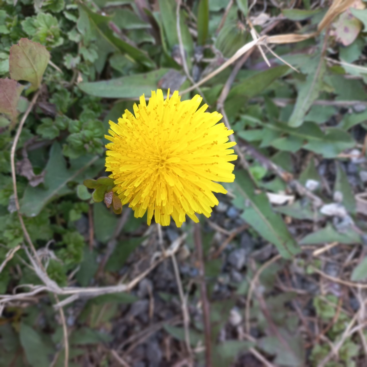 Image of genus Taraxacum specimen.