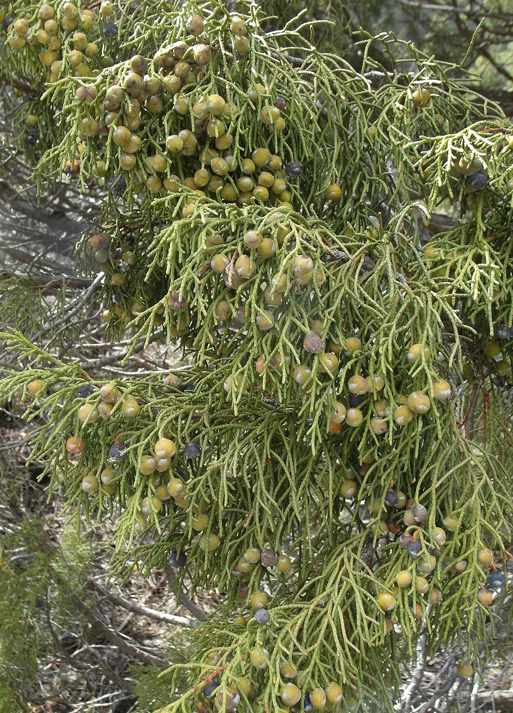 Изображение особи Juniperus semiglobosa.