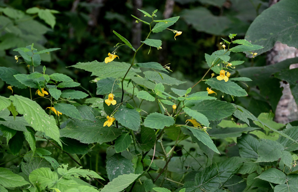 Image of Impatiens noli-tangere specimen.