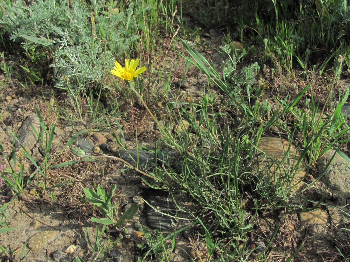 Image of Scorzonera lachnostegia specimen.