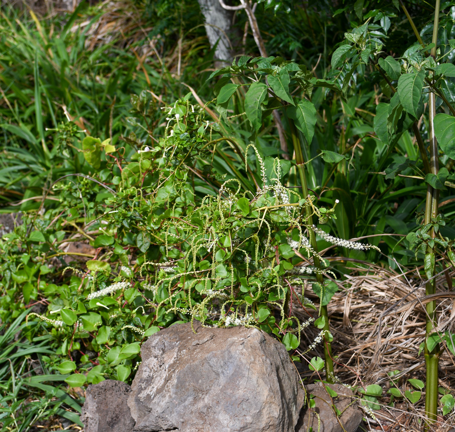 Image of Anredera cordifolia specimen.