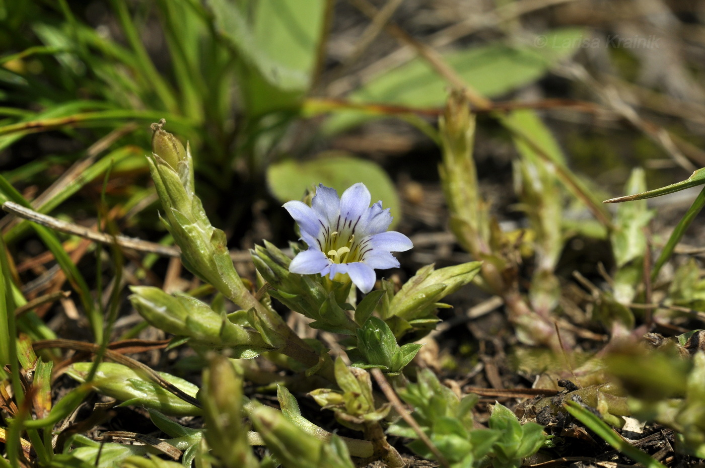 Image of Gentiana squarrosa specimen.