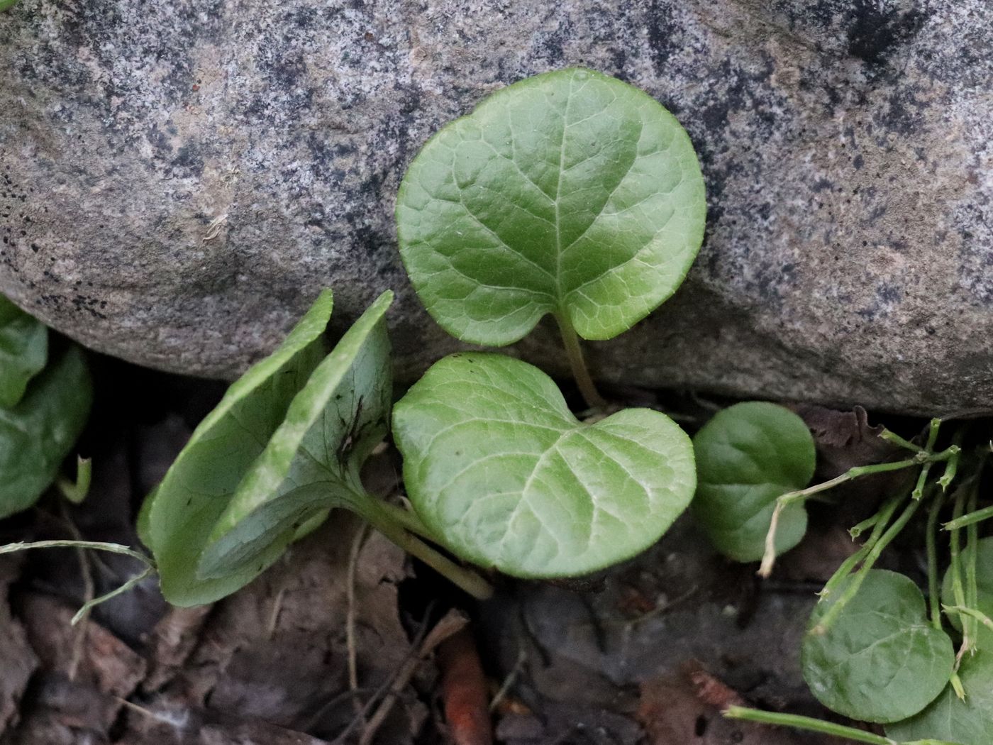 Image of Pyrola rotundifolia specimen.