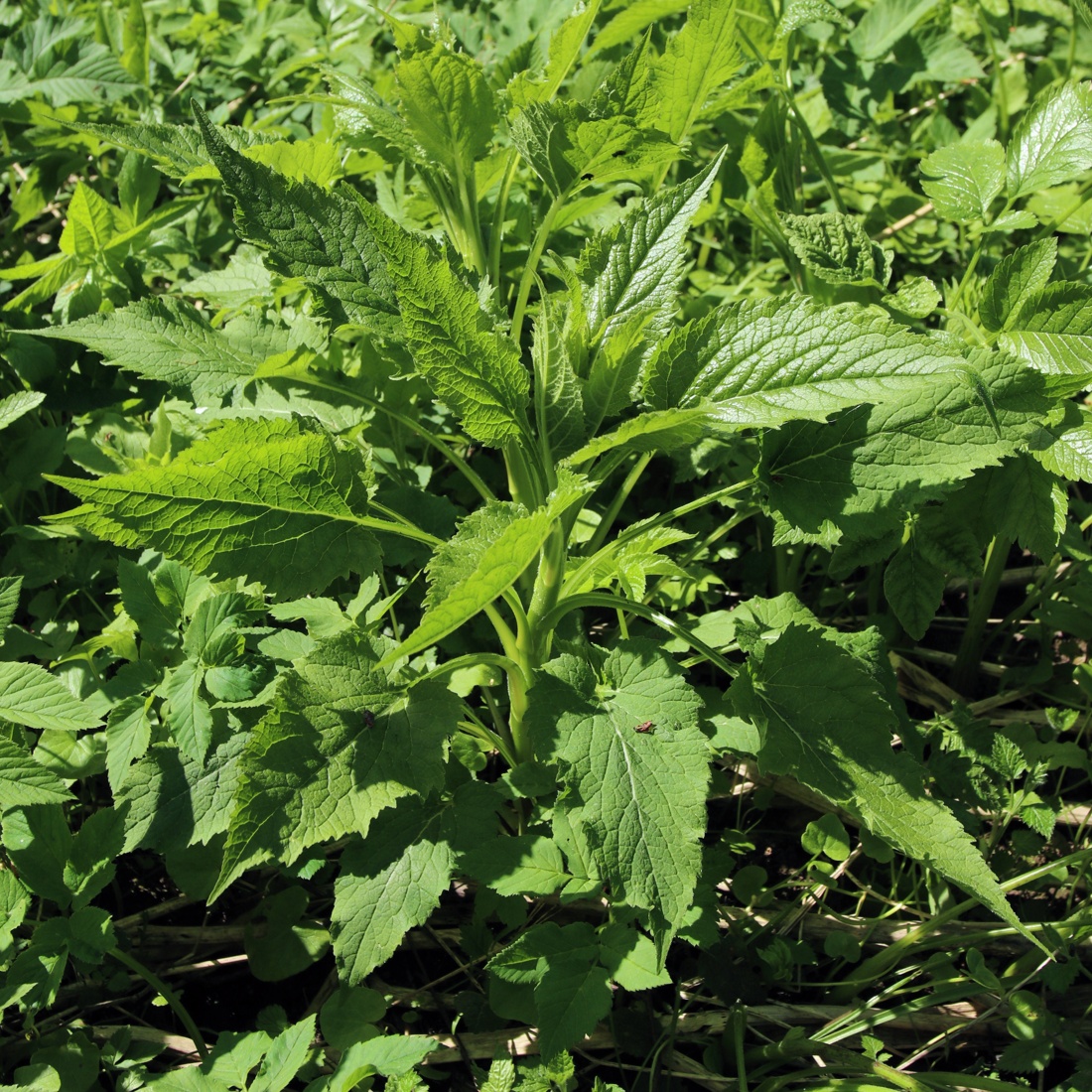 Image of Campanula latifolia specimen.