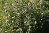 Cirsium buschianum. Цветущее растение. Чечня, Итум-Калинский р-н, склон северного отрога горы Чархунышкорт, выс. 2350 м н.у.м, травянистый склон. 7 августа 2023 г.