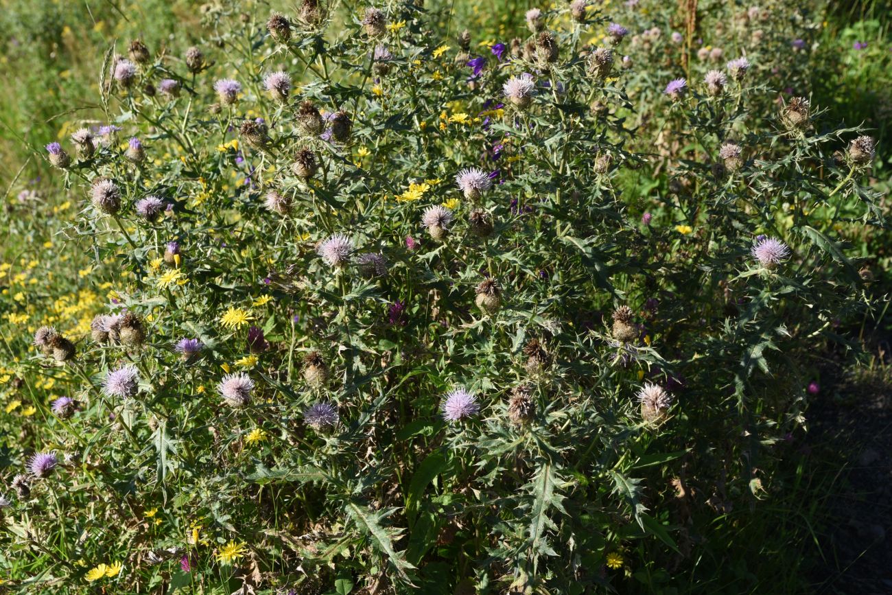 Изображение особи Cirsium buschianum.