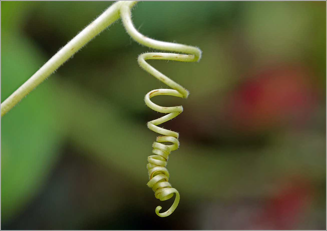 Image of Lagenaria siceraria specimen.