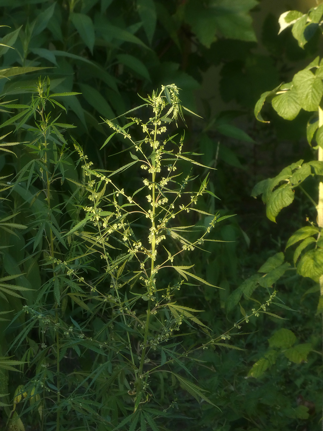 Image of Cannabis sativa var. spontanea specimen.