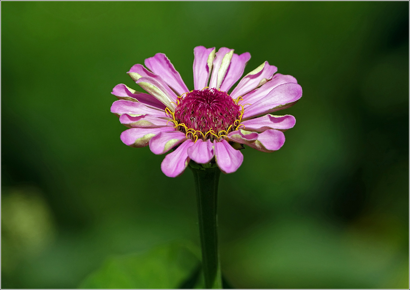 Image of Zinnia elegans specimen.