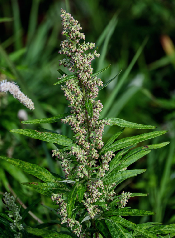 Image of Artemisia opulenta specimen.