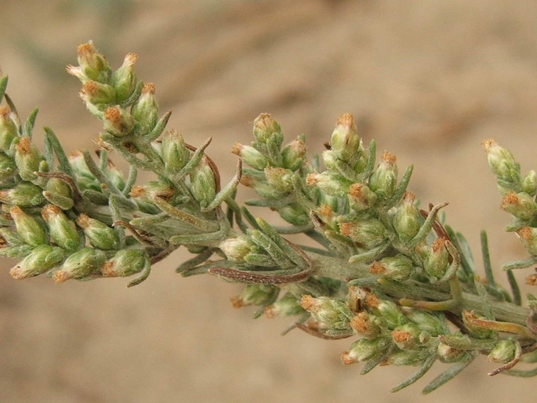 Image of Artemisia marschalliana specimen.