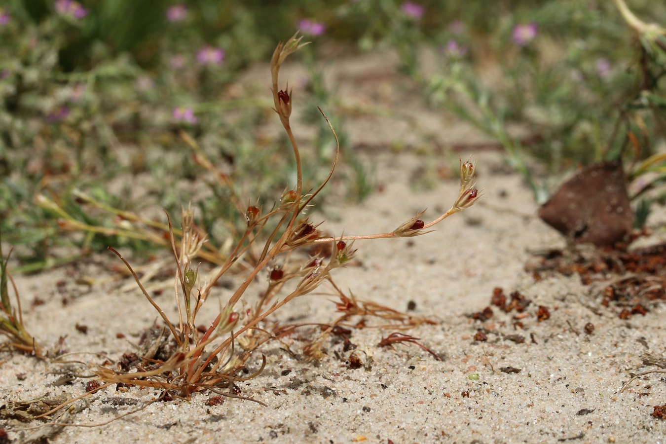 Изображение особи Juncus ambiguus.