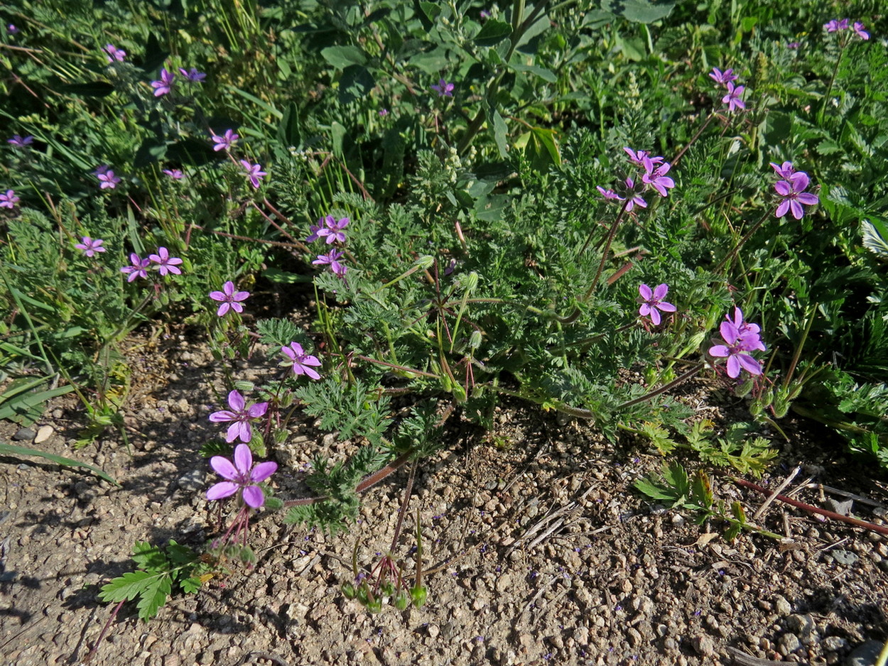 Image of Erodium cicutarium specimen.